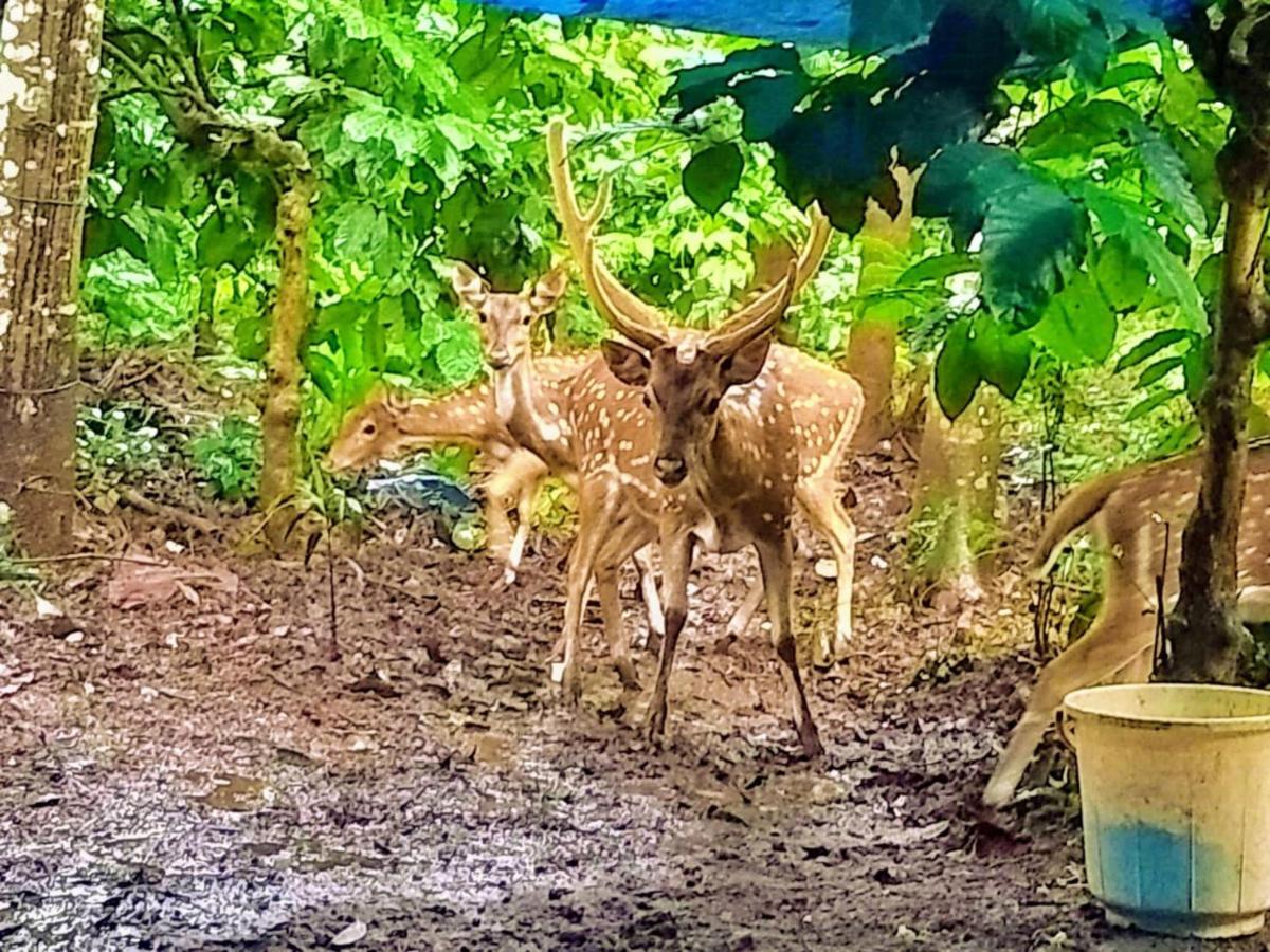 Adrak Mountain Mist Forest Resort Pulpally المظهر الخارجي الصورة